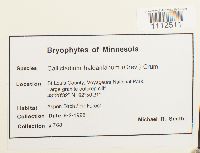 Callicladium haldanianum image