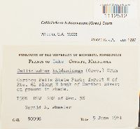 Callicladium haldanianum image