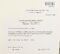 Callicladium haldanianum image