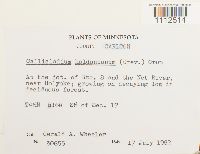 Callicladium haldanianum image