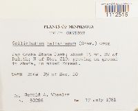 Callicladium haldanianum image