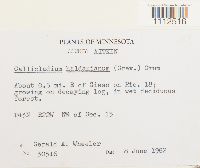 Callicladium haldanianum image