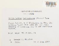 Callicladium haldanianum image