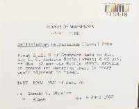 Callicladium haldanianum image