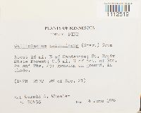 Callicladium haldanianum image