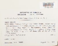 Callicladium haldanianum image