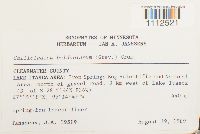 Callicladium haldanianum image