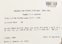 Callicladium haldanianum image