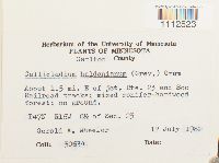 Callicladium haldanianum image