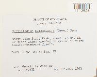 Callicladium haldanianum image