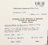 Callicladium haldanianum image