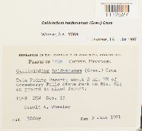 Callicladium haldanianum image