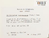 Callicladium haldanianum image