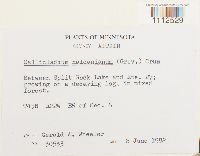 Callicladium haldanianum image