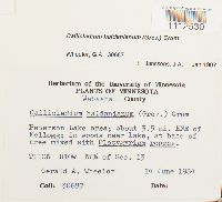 Callicladium haldanianum image