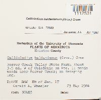 Callicladium haldanianum image