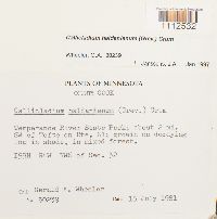 Callicladium haldanianum image