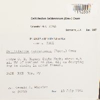 Callicladium haldanianum image