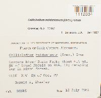 Callicladium haldanianum image