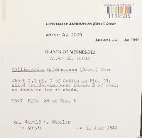 Callicladium haldanianum image