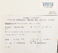 Callicladium haldanianum image