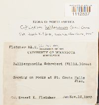 Callicladium haldanianum image