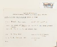 Callicladium haldanianum image