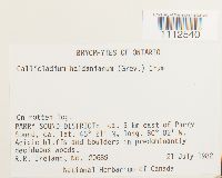 Callicladium haldanianum image