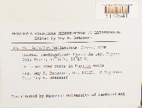 Callicladium haldanianum image