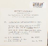 Callicladium haldanianum image