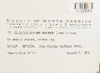 Callicladium haldanianum image