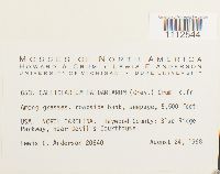 Callicladium haldanianum image