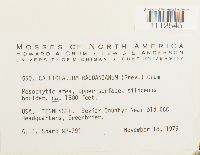 Callicladium haldanianum image