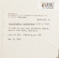 Callicladium haldanianum image