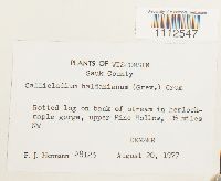 Callicladium haldanianum image