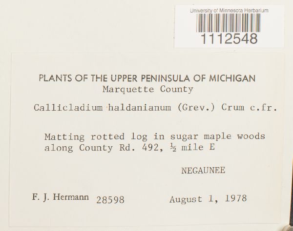 Callicladium haldanianum image