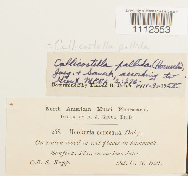 Callicostella pallida image