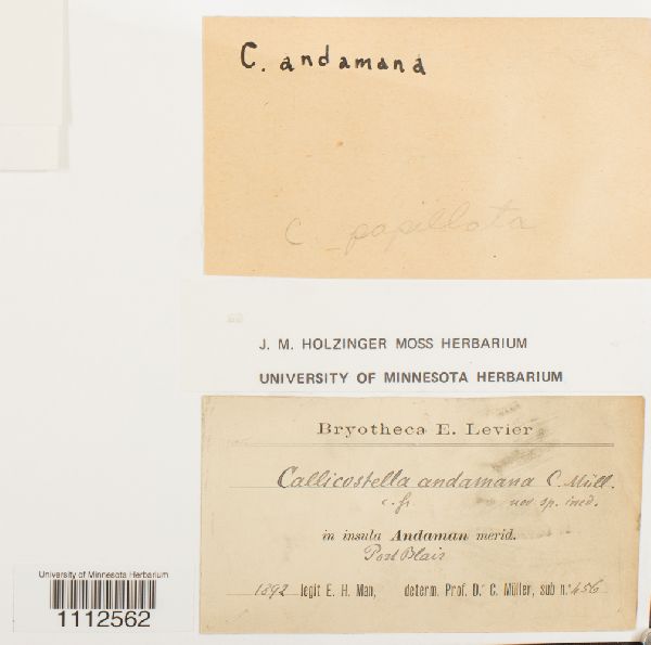 Callicostella papillata image