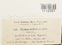 Calliergon cordifolium image