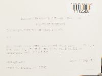 Calliergon cordifolium image