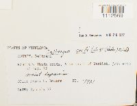 Calliergon cordifolium image