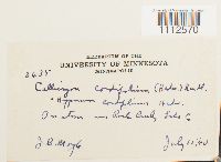 Calliergon cordifolium image