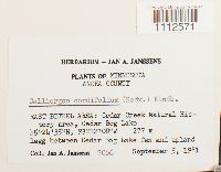 Calliergon cordifolium image