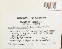 Calliergon cordifolium image