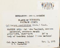 Calliergon cordifolium image