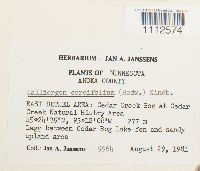 Calliergon cordifolium image