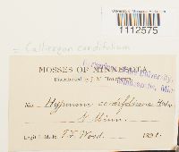 Calliergon cordifolium image