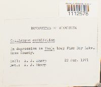 Calliergon cordifolium image