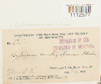 Calliergon cordifolium image