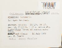 Calliergon cordifolium image